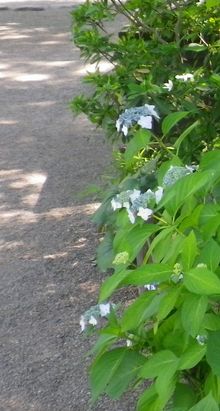 画像: 梅雨の季節と湿度