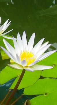 画像: 夏の雨と秋の季節