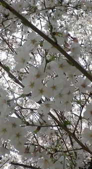 画像: 海棠の花と八重桜