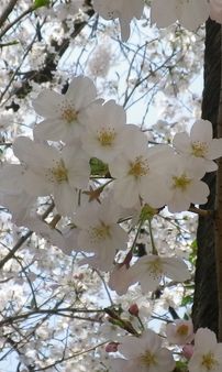 画像: 桜の花の場所