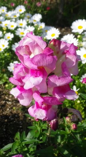 画像: 初夏の花など