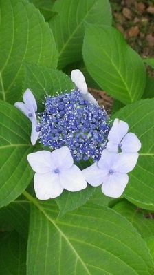 画像: 梅雨の草花